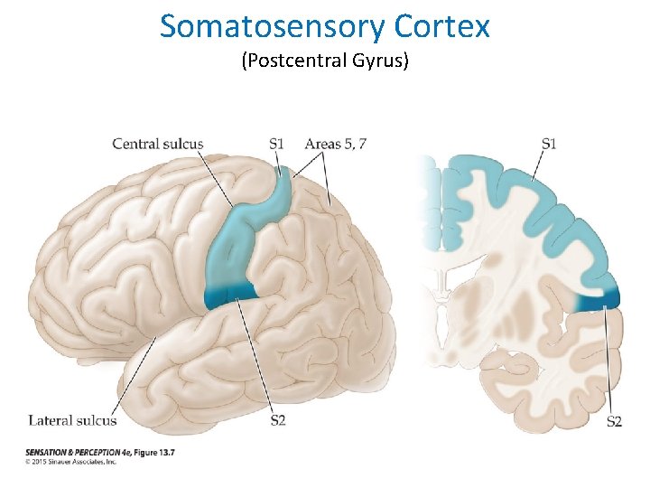 Somatosensory Cortex (Postcentral Gyrus) 