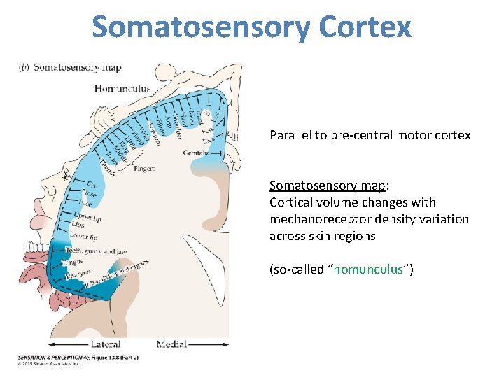 Somatosensory Cortex Parallel to pre-central motor cortex Somatosensory map: Cortical volume changes with mechanoreceptor