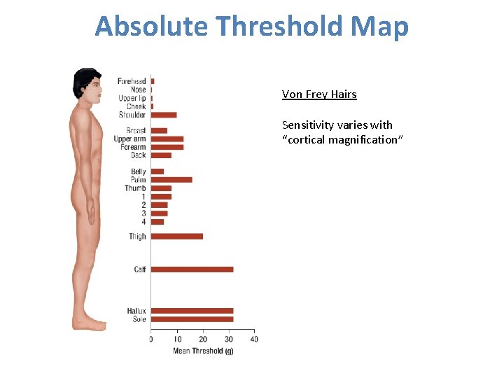 Absolute Threshold Map Von Frey Hairs Sensitivity varies with “cortical magnification” 