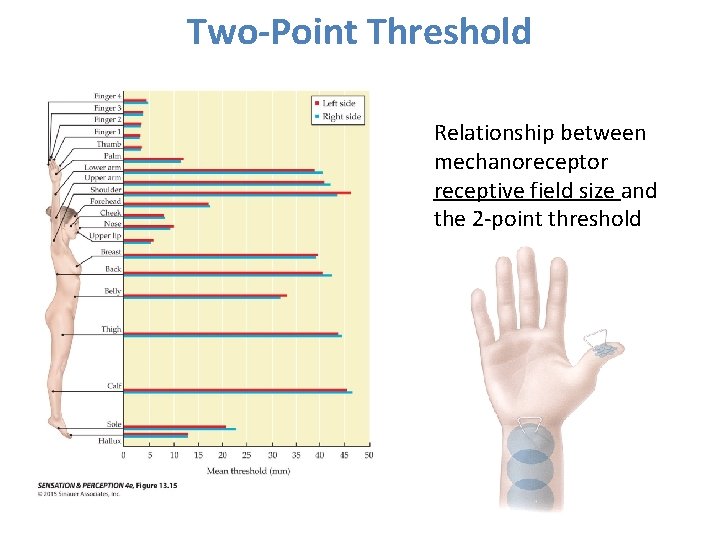 Two-Point Threshold Relationship between mechanoreceptor receptive field size and the 2 -point threshold 