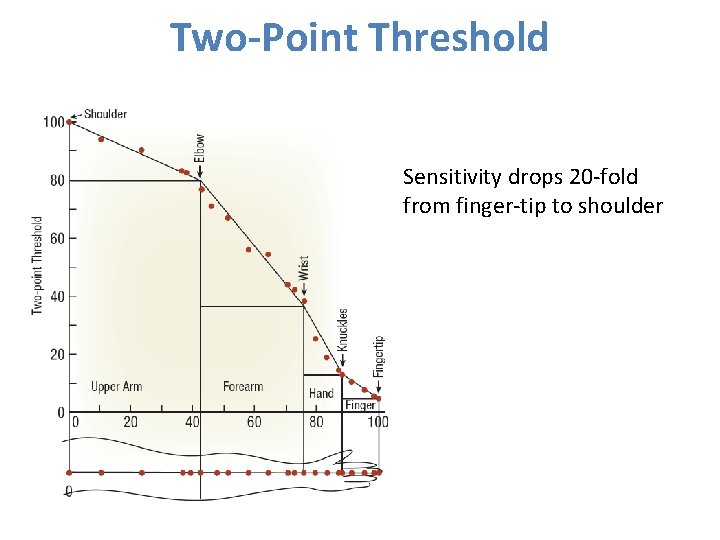 Two-Point Threshold Sensitivity drops 20 -fold from finger-tip to shoulder 
