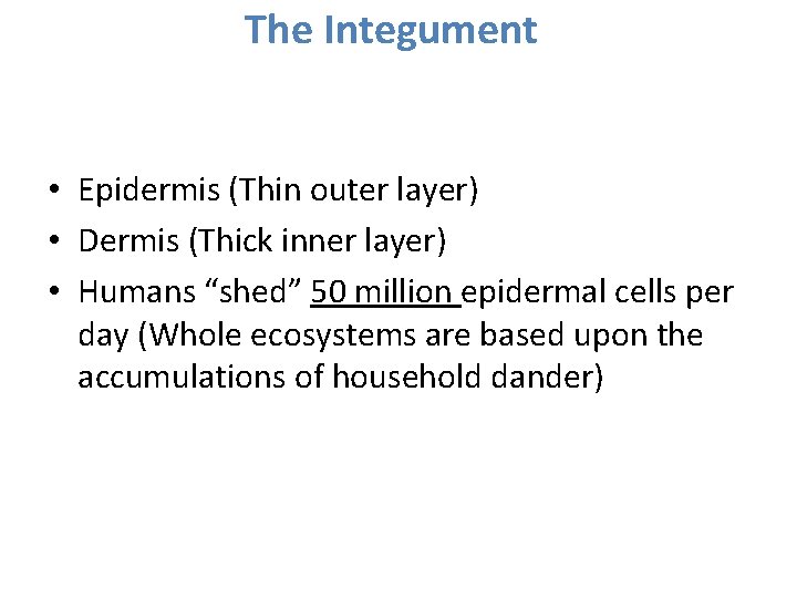 The Integument • Epidermis (Thin outer layer) • Dermis (Thick inner layer) • Humans