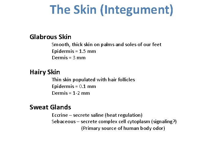 The Skin (Integument) Glabrous Skin Smooth, thick skin on palms and soles of our