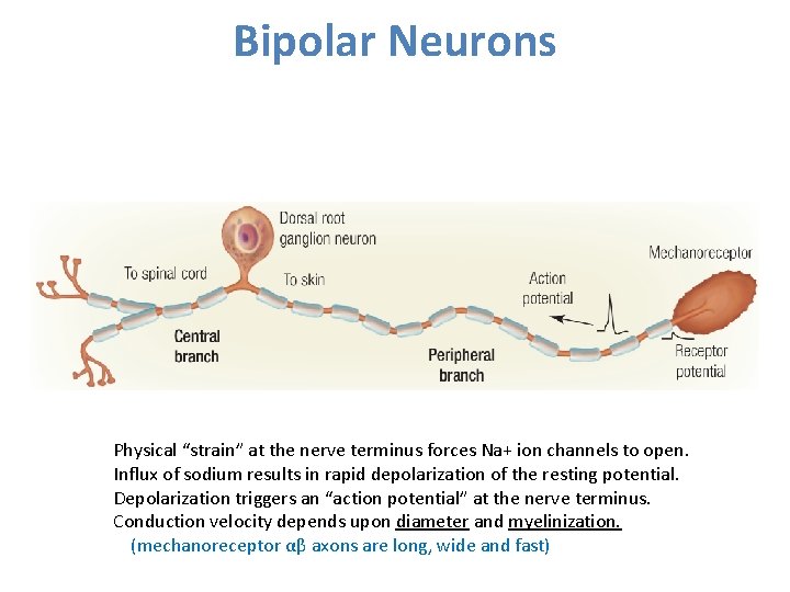Bipolar Neurons Physical “strain” at the nerve terminus forces Na+ ion channels to open.