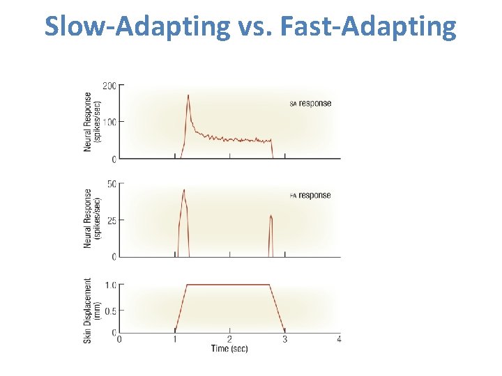 Slow-Adapting vs. Fast-Adapting 
