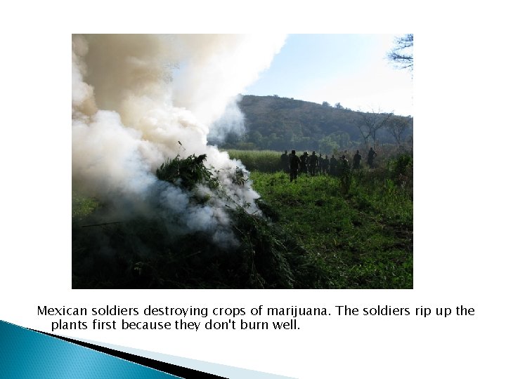 Mexican soldiers destroying crops of marijuana. The soldiers rip up the plants first because