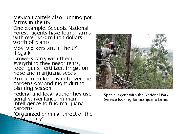  Mexican cartels also running pot farms in the US One example: Sequoia National