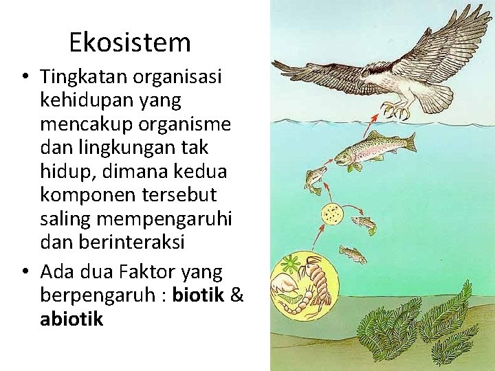Ekosistem • Tingkatan organisasi kehidupan yang mencakup organisme dan lingkungan tak hidup, dimana kedua