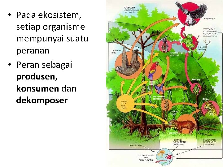  • Pada ekosistem, setiap organisme mempunyai suatu peranan • Peran sebagai produsen, konsumen