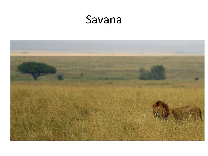 Savana 