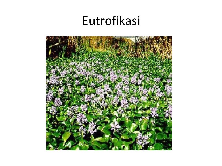 Eutrofikasi 