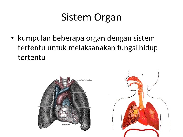 Sistem Organ • kumpulan beberapa organ dengan sistem tertentu untuk melaksanakan fungsi hidup tertentu