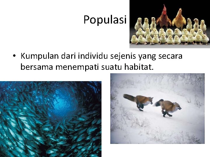 Populasi • Kumpulan dari individu sejenis yang secara bersama menempati suatu habitat. 