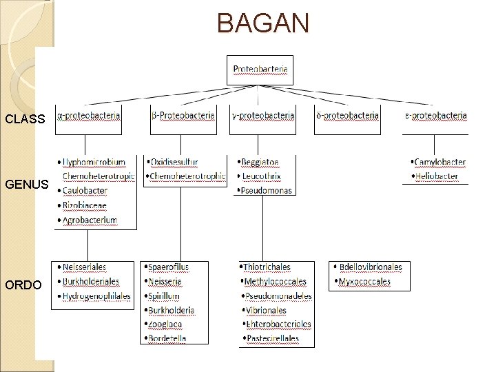  BAGAN CLASS GENUS ORDO 