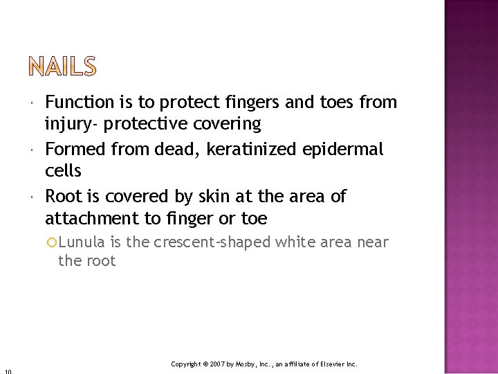  Function is to protect fingers and toes from injury- protective covering Formed from