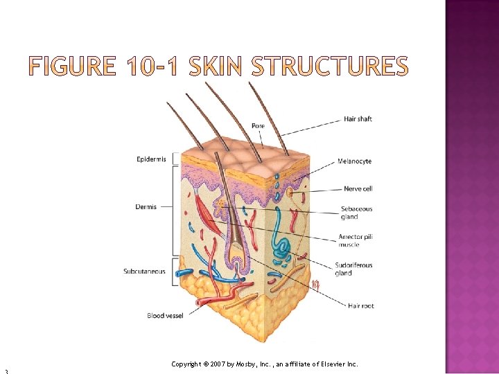 Copyright © 2007 by Mosby, Inc. , an affiliate of Elsevier Inc. 