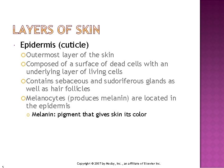  Epidermis (cuticle) Outermost layer of the skin Composed of a surface of dead