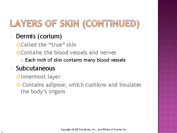  Dermis (corium) Called the “true” skin Contains the blood vessels and nerves Each