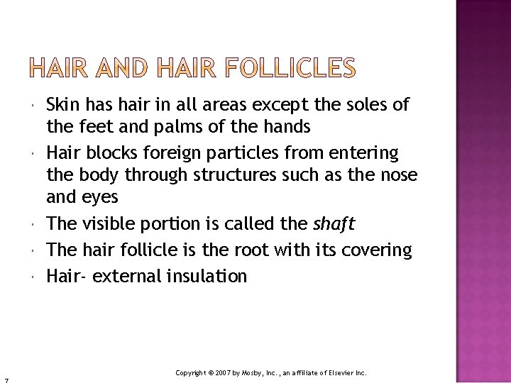  Skin has hair in all areas except the soles of the feet and