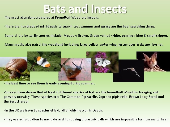 Bats and Insects -The most abundant creatures at Roundball Wood are insects. -There are