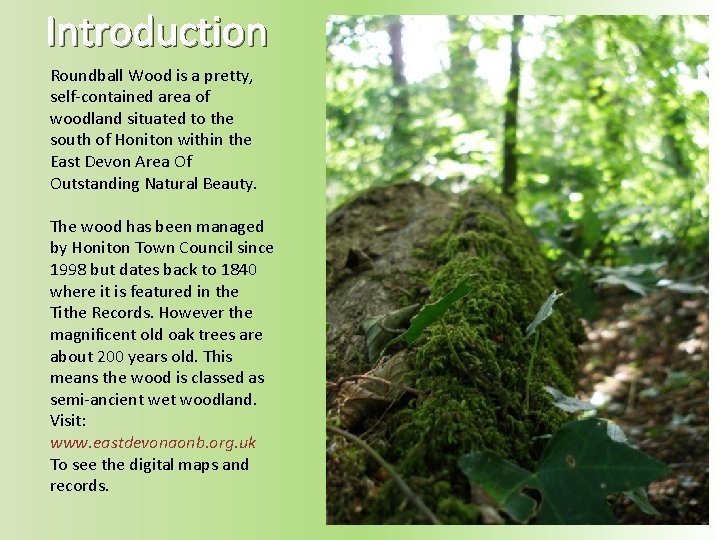 Introduction Roundball Wood is a pretty, self-contained area of woodland situated to the south