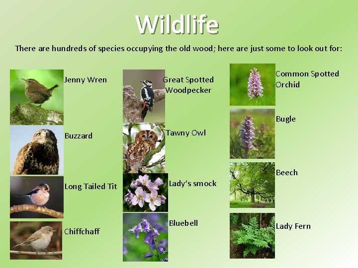 Wildlife There are hundreds of species occupying the old wood; here are just some