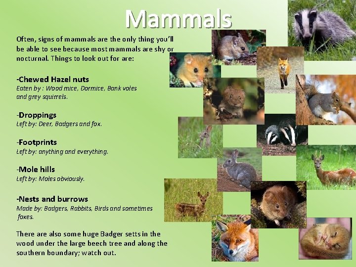 Mammals Often, signs of mammals are the only thing you’ll be able to see