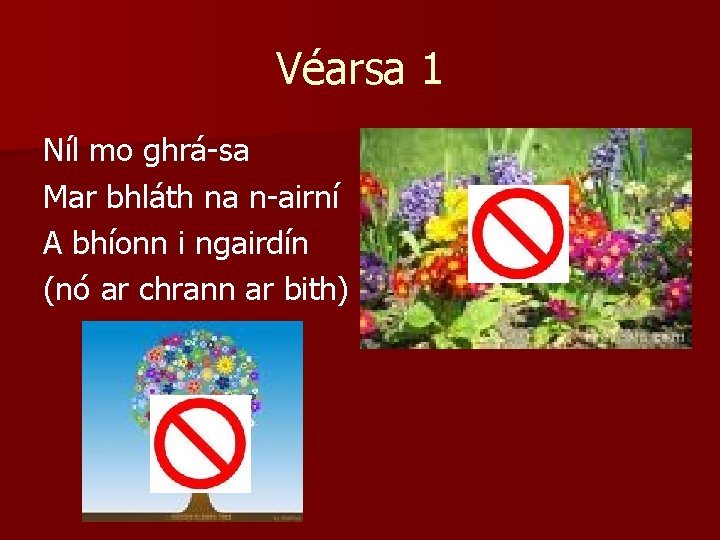 Véarsa 1 Níl mo ghrá-sa Mar bhláth na n-airní A bhíonn i ngairdín (nó