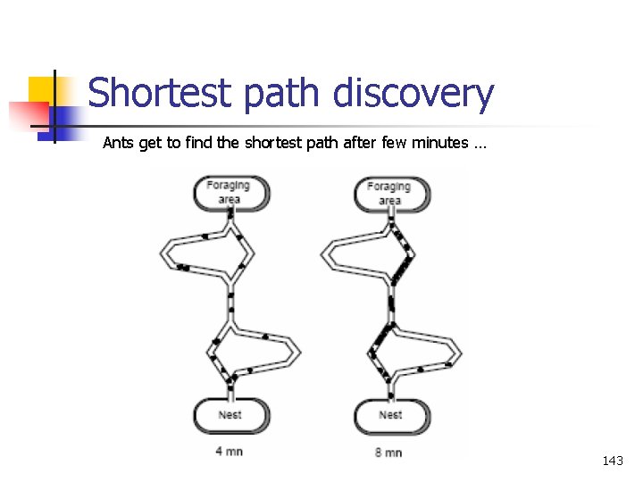 Shortest path discovery Ants get to find the shortest path after few minutes …