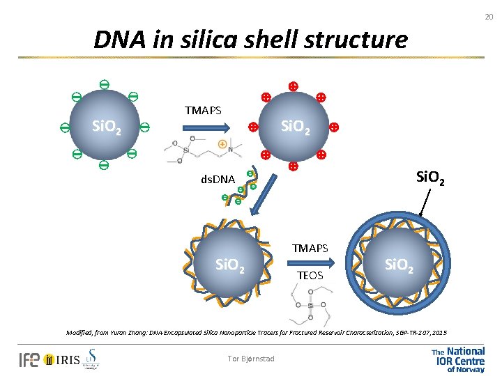 20 DNA in silica shell structure Si. O 2 TMAPS Si. O 2 ds.