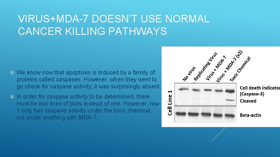 VIRUS+MDA-7 DOESN’T USE NORMAL CANCER KILLING PATHWAYS We know that apoptosis is induced by