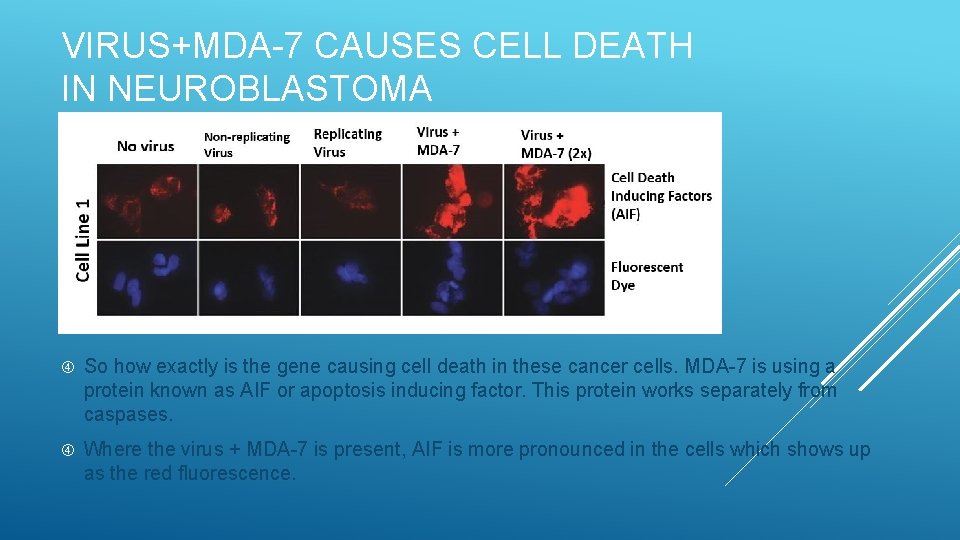 VIRUS+MDA-7 CAUSES CELL DEATH IN NEUROBLASTOMA So how exactly is the gene causing cell