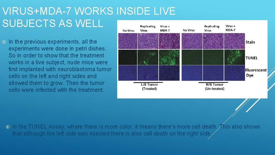 VIRUS+MDA-7 WORKS INSIDE LIVE SUBJECTS AS WELL In the previous experiments, all the experiments