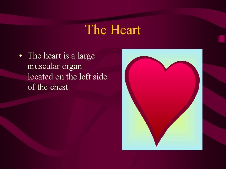 The Heart • The heart is a large muscular organ located on the left