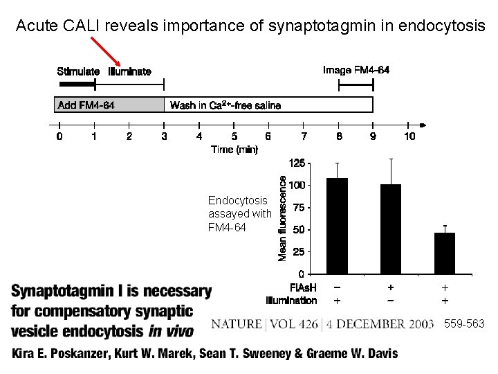 Acute CALI reveals importance of synaptotagmin in endocytosis Endocytosis assayed with FM 4 -64