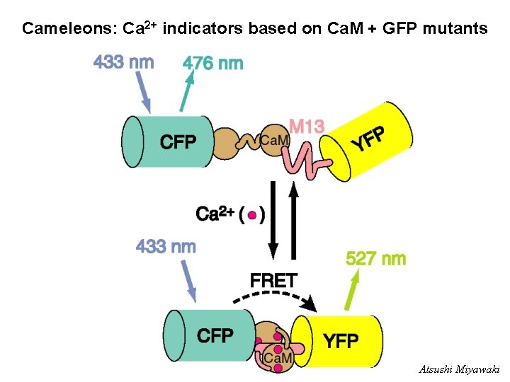 Cameleons: Ca 2+ indicators based on Ca. M + GFP mutants Atsushi Miyawaki 