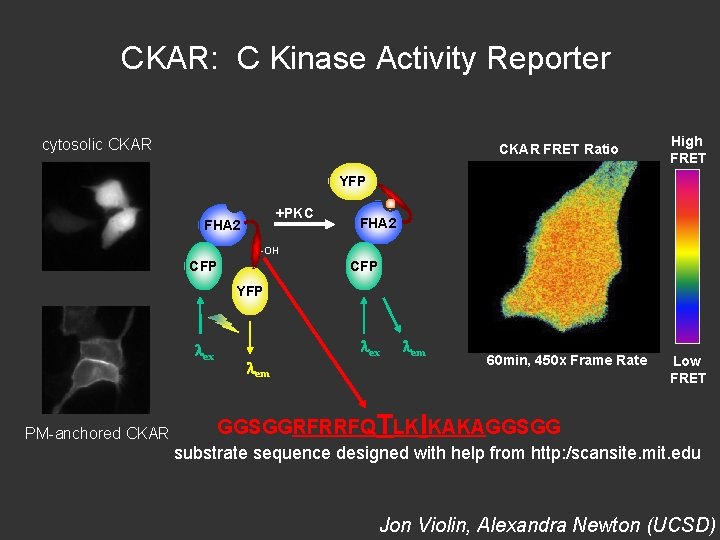 CKAR: C Kinase Activity Reporter cytosolic CKAR FRET Ratio High FRET YFP +PKC FHA