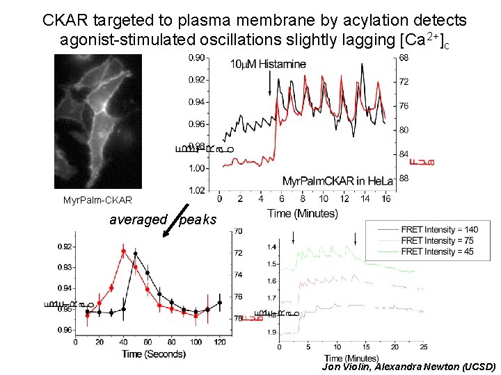CKAR targeted to plasma membrane by acylation detects agonist-stimulated oscillations slightly lagging [Ca 2+]c