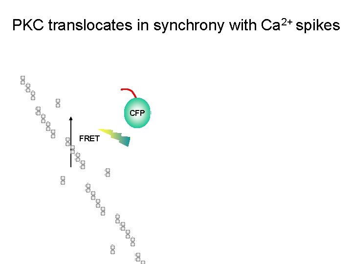 PKC translocates in synchrony with Ca 2+ spikes CFP FRET 