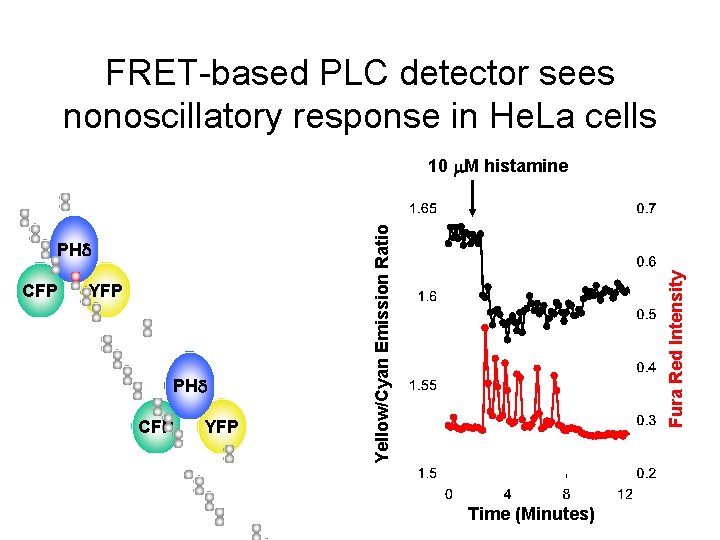 FRET-based PLC detector sees nonoscillatory response in He. La cells CFP YFP PHd CFP