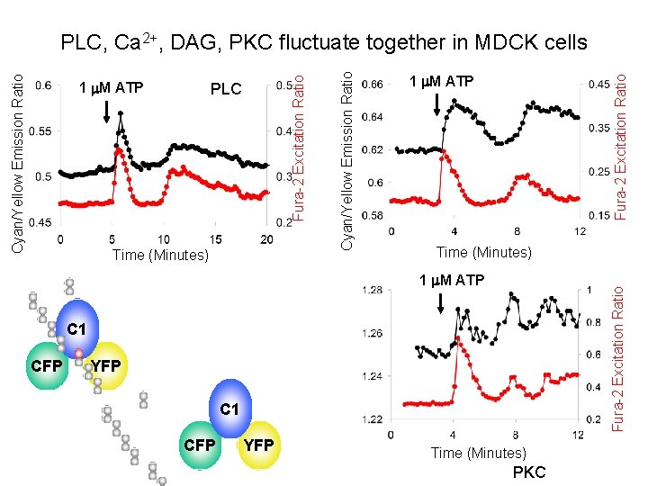 Time (Minutes) 1 m. M ATP Fura-2 Excitation Ratio PLC Cyan/Yellow Emission Ratio 1