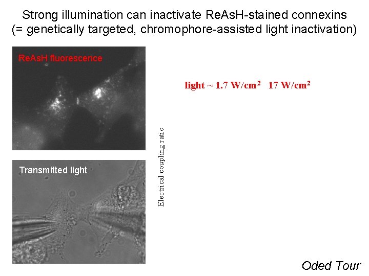 Strong illumination can inactivate Re. As. H-stained connexins (= genetically targeted, chromophore-assisted light inactivation)