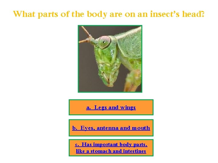 What parts of the body are on an insect’s head? a. Legs and wings