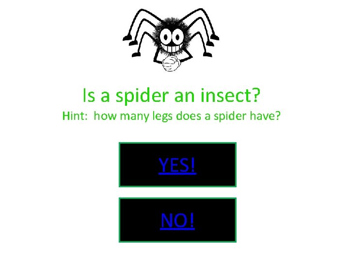 Is a spider an insect? Hint: how many legs does a spider have? YES!