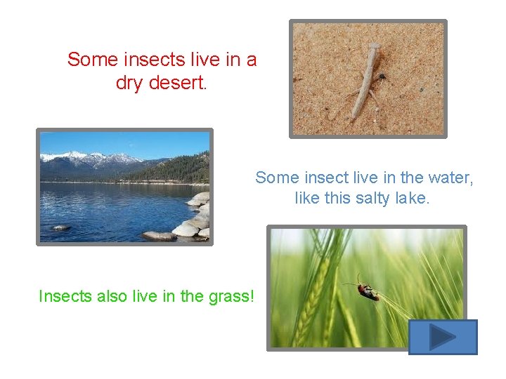 Some insects live in a dry desert. Some insect live in the water, like