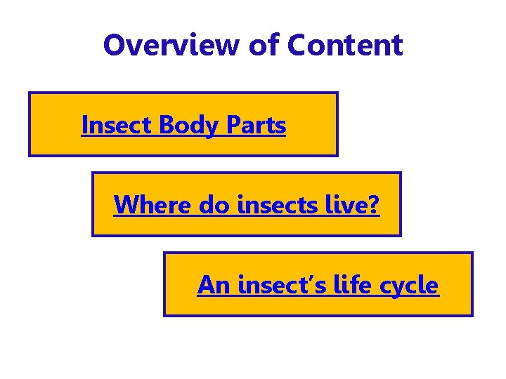 Overview of Content Insect Body Parts Where do insects live? An insect’s life cycle