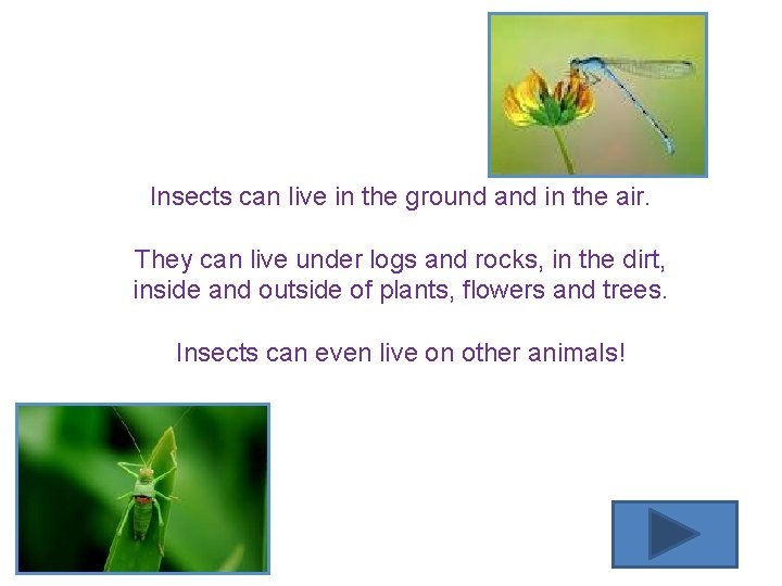 Insects can live in the ground and in the air. They can live under