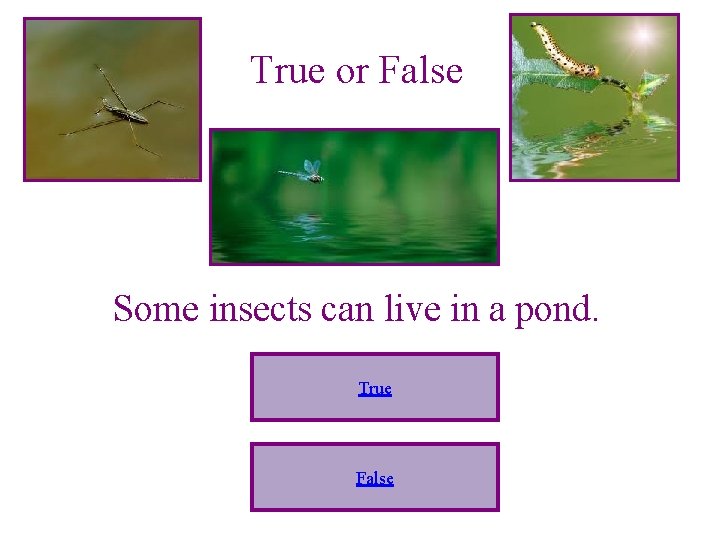 True or False Some insects can live in a pond. True False 