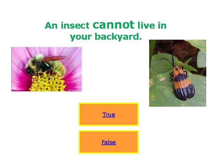 An insect cannot live in your backyard. True False 