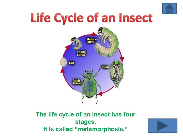 Life Cycle of an Insect The life cycle of an insect has four stages.